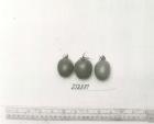 Click for 1 image(s) for this accession. FRUIT